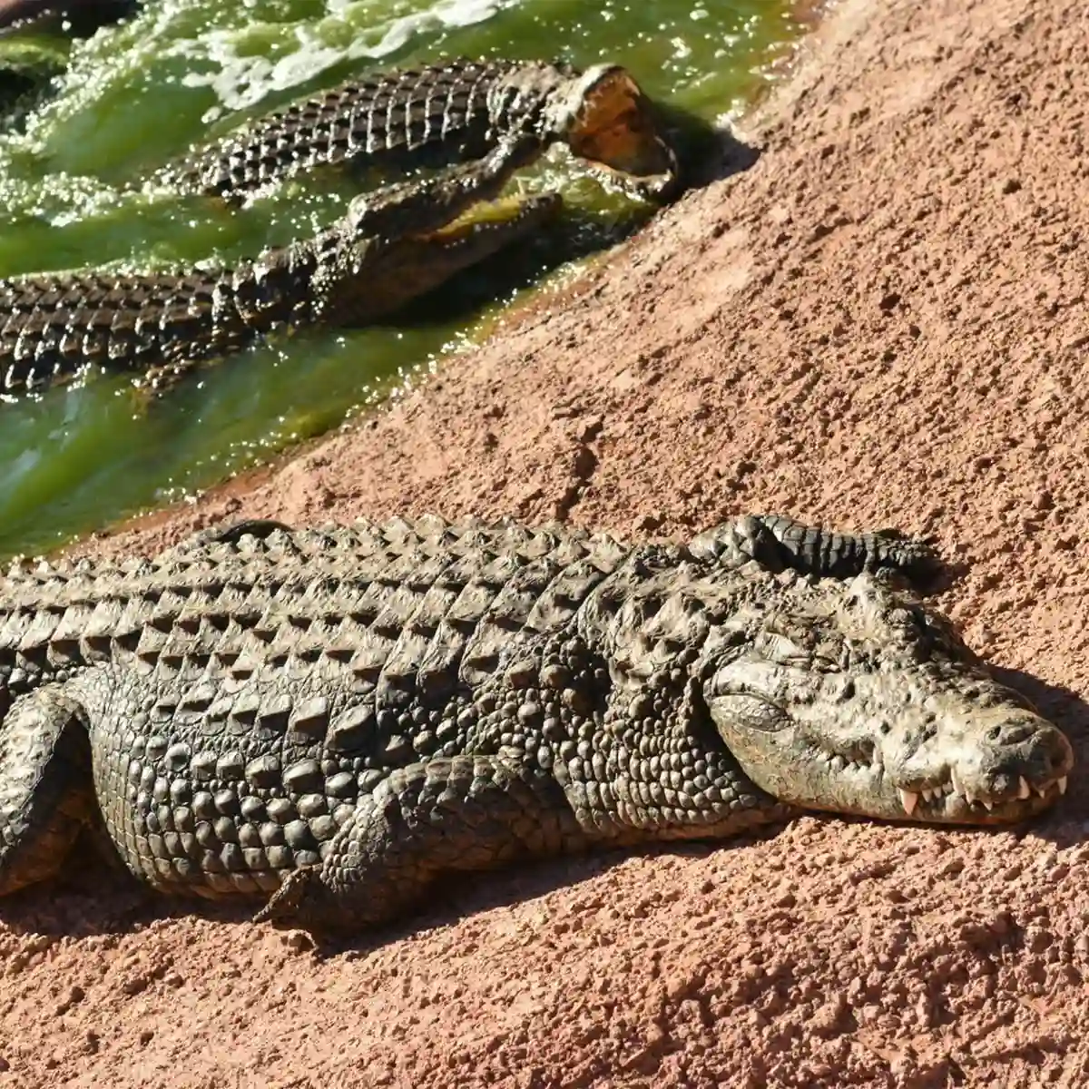 excursion croco parc agadir