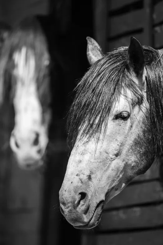 cheval essaouira 10
