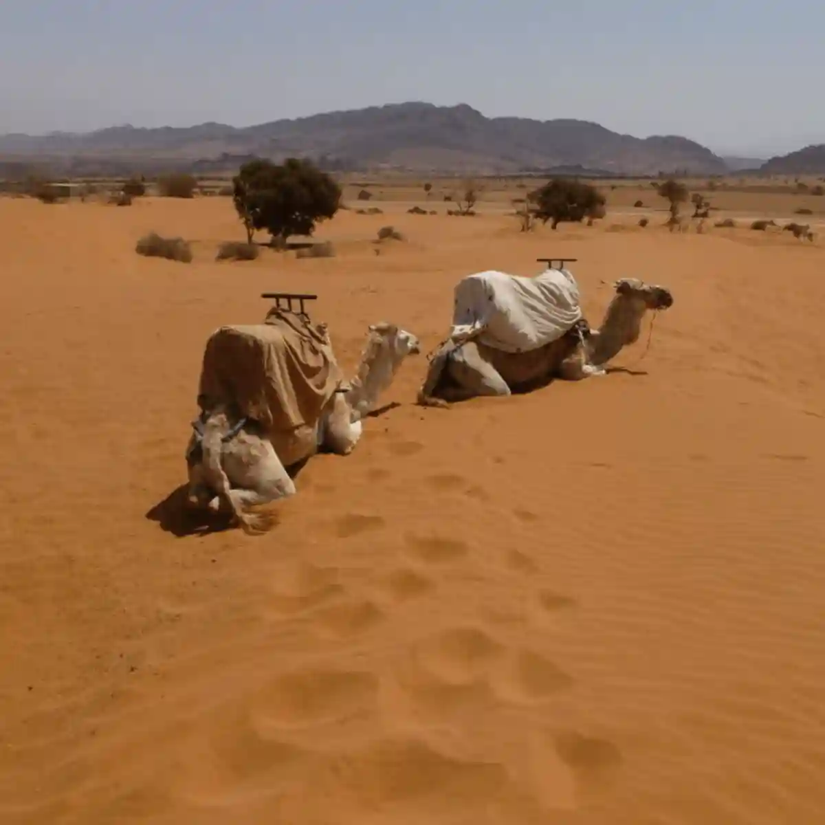 excursion mini sahara resmouka 16
